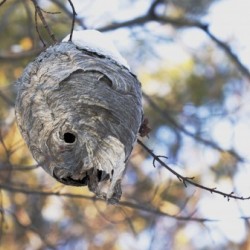 paper wasp nest in winter